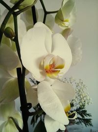 Close-up of white flowers blooming outdoors