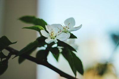 Close-up of white flower blooming on tree