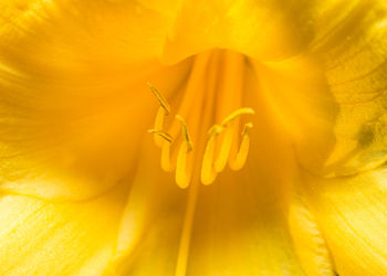 Full frame shot of yellow flower