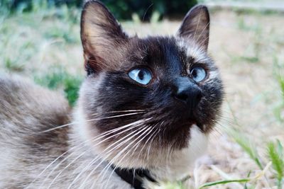 Close-up portrait of a cat