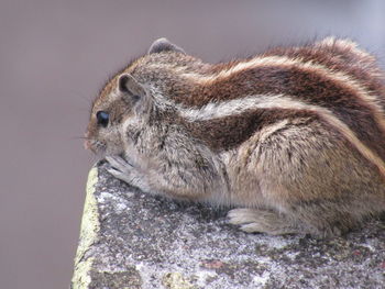 Close-up of squirrel