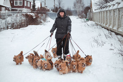 Woman walking with a pack of dogs on leashes