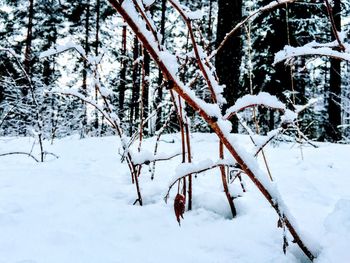Frozen tree on field during winter