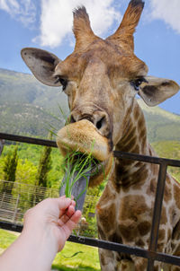 Close-up of hand holding giraffe against sky
