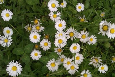 Close-up of white flowers blooming in field