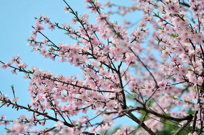 Low angle view of pink flowers on branch