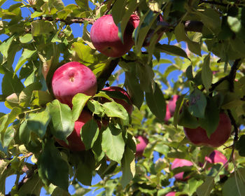 Low angle view of apples on tree