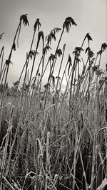 Close-up of grass against sky