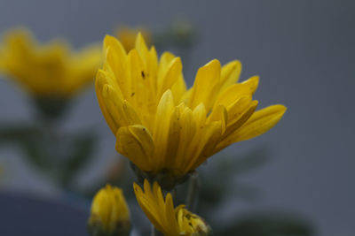 Close-up of yellow flowering plant