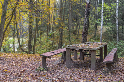 View of trees in forest