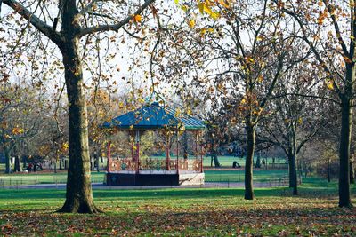 Trees in park during autumn