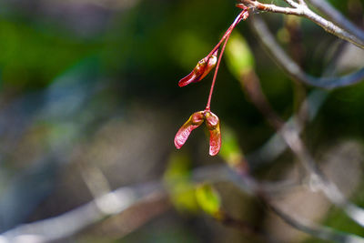 Close-up of red flowering plant