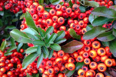 Full frame shot of tomatoes