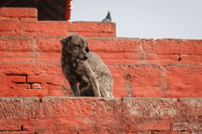 Dog sitting on retaining wall