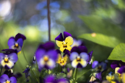 Blooming pansies against blurred background