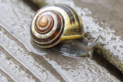 Close-up of snail