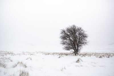 Bare tree on snow covered field against clear sky