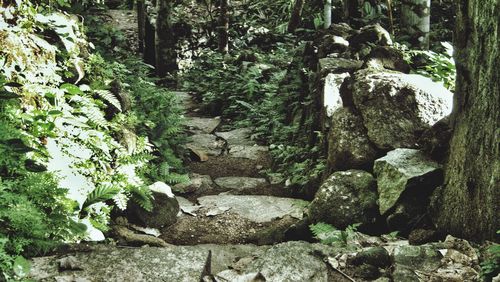 View of stone steps in forest