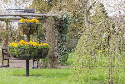 Yellow flowers hanging in greenhouse