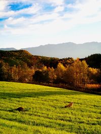 Scenic view of agricultural field against sky