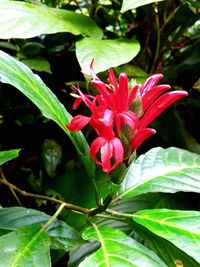 Close-up of red flower blooming outdoors