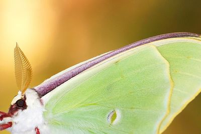 Close-up of luna moth