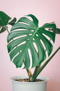 Close-up of potted plant against wall