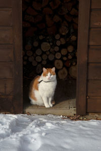 Ginger cat in a woodshed