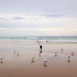 Birds swimming in sea against sky