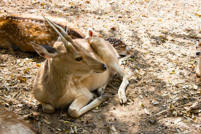 High angle view of deer on field