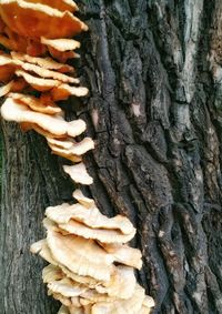 Close-up of fungus growing on tree trunk