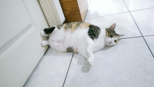 Cat resting on white surface