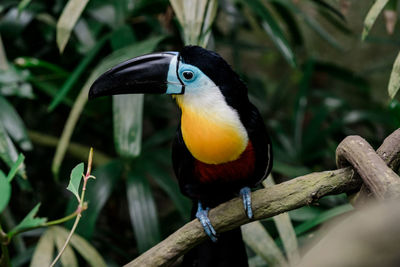 Close-up of bird perching on branch