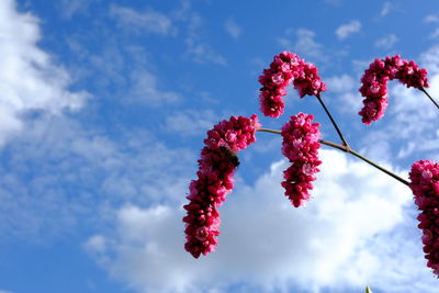 Low angle view of red flowers against sky