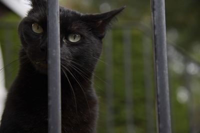 Close-up of a cat