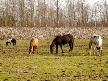 Horses grazing in a field