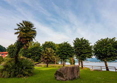 Palm trees on field against sky