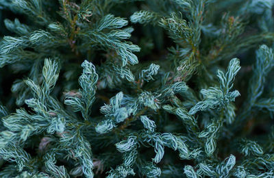 Full frame shot of leaves