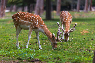 Deers grazing in a field