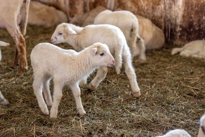 Sheep standing in a field