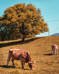 Cow grazing on field during autumn
