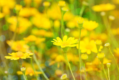 Close-up of yellow flowering plant on field