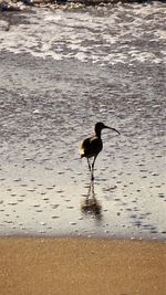Bird on shore at beach