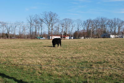 Cows in a field