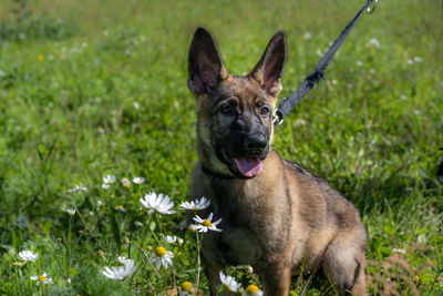 Portrait of dog on field
