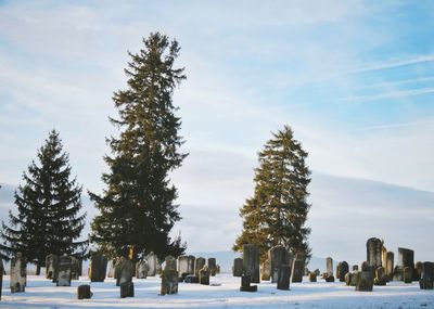 Trees on snow covered cemetery against sky