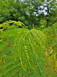 Close-up of fern leaves on field