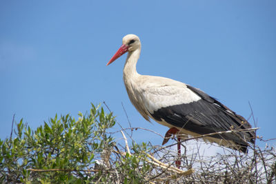 Bird perching on a tree