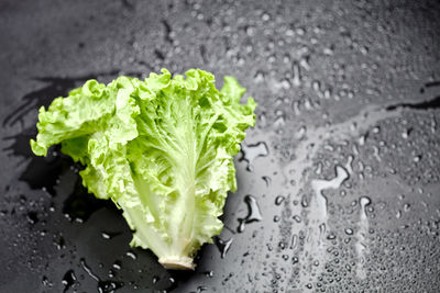 Close-up of cabbage