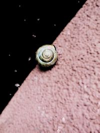 Close-up of snail